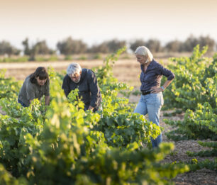 Bodegas Mas Que Vinos